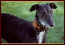 klick here for larger View !