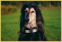 hier klichen zur Groansicht!