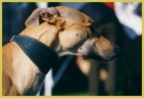 hier klicken zur Groansicht!