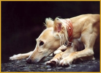 klick here for larger View !